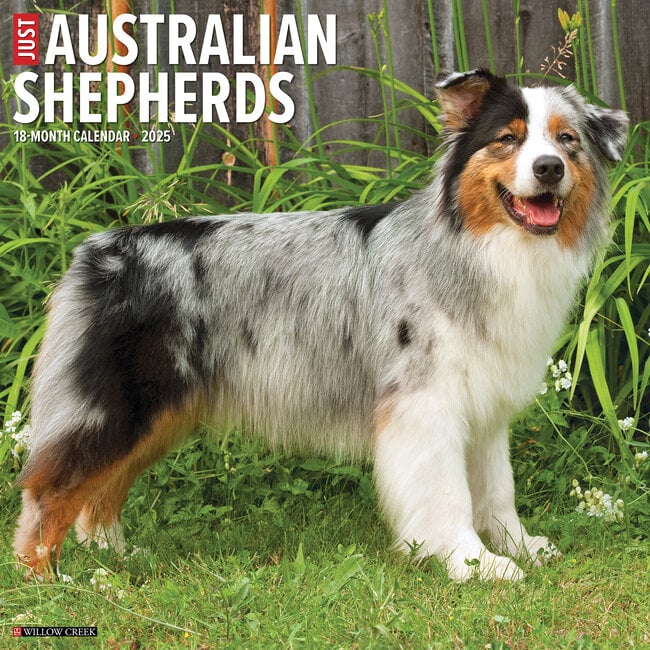 Australian Shepherd Kalender 2025