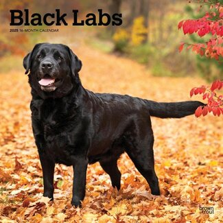 Browntrout Calendario nero del Labrador Retriever 2025