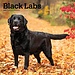 Browntrout Calendario nero del Labrador Retriever 2025
