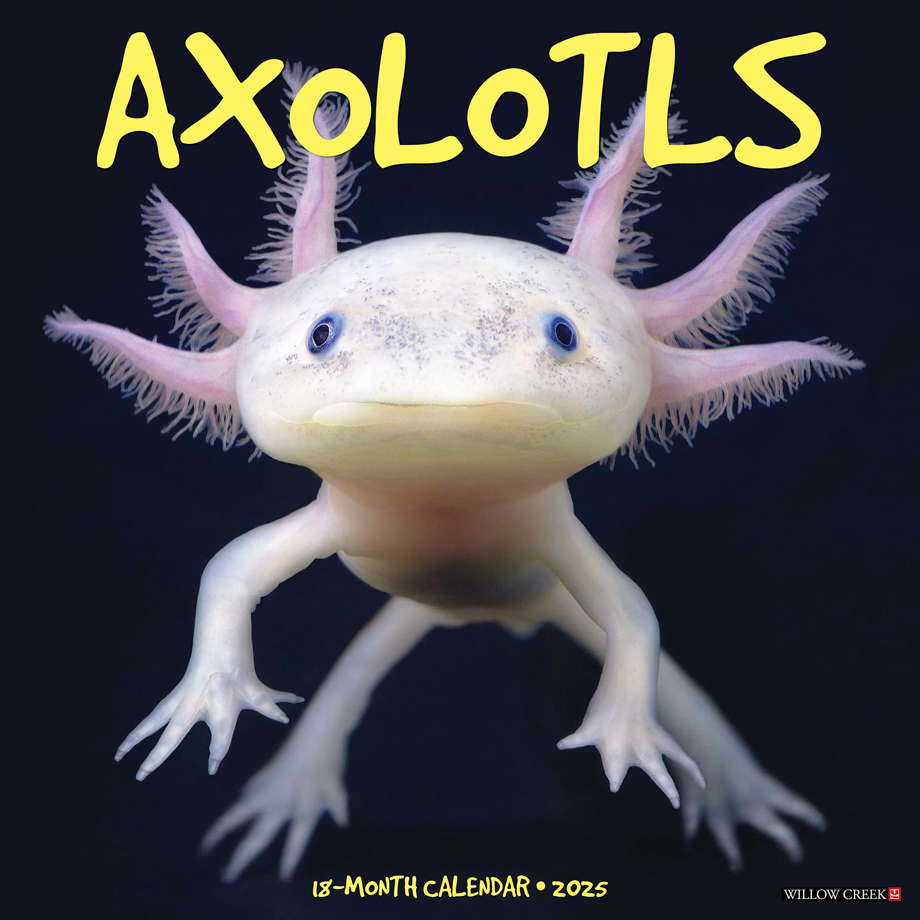 Buying Axolotls Calendar 2025 Order easily online Kalenderwinkel.nl