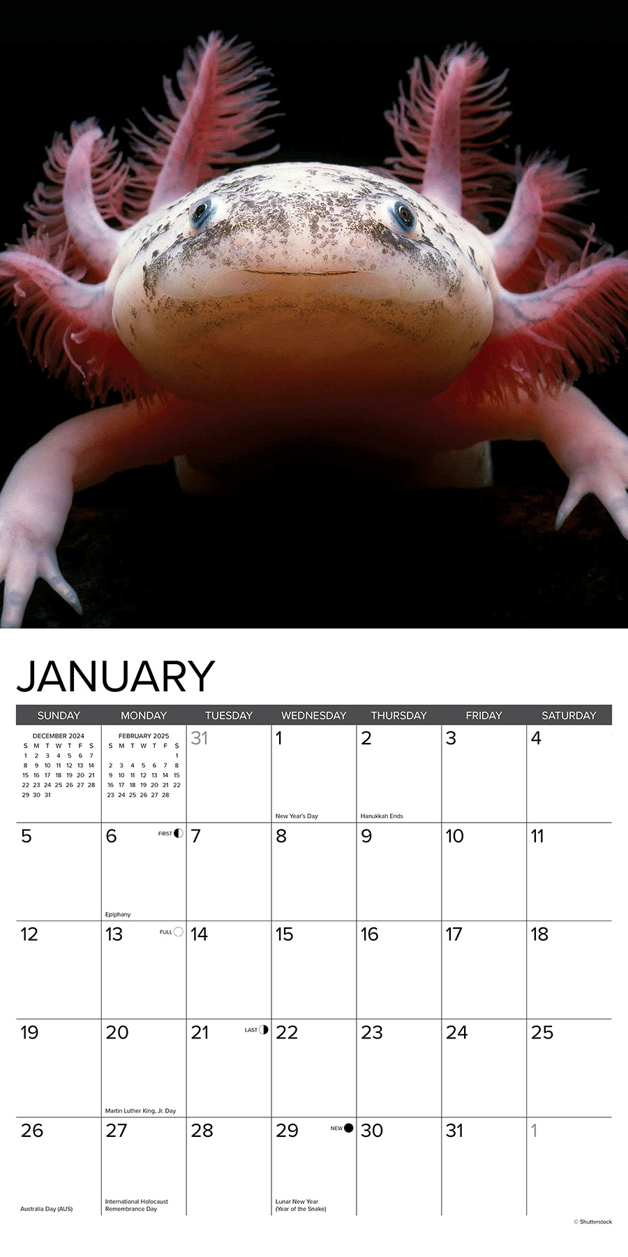 Buying Axolotls Calendar 2025 Order easily online Kalenderwinkel.nl