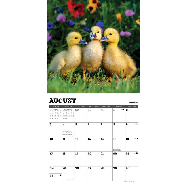 Buy Baby Animals Calendar 2025 Order easily online Kalenderwinkel.nl