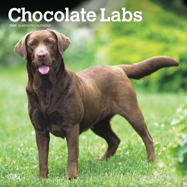 Browntrout Labrador Retriever Brown Calendar 2025