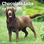 Browntrout Labrador Retriever Braun Kalender 2025