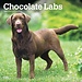 Browntrout Calendario Labrador Retriever Brown 2025