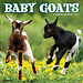 Willow Creek Baby Goats Kalender 2025