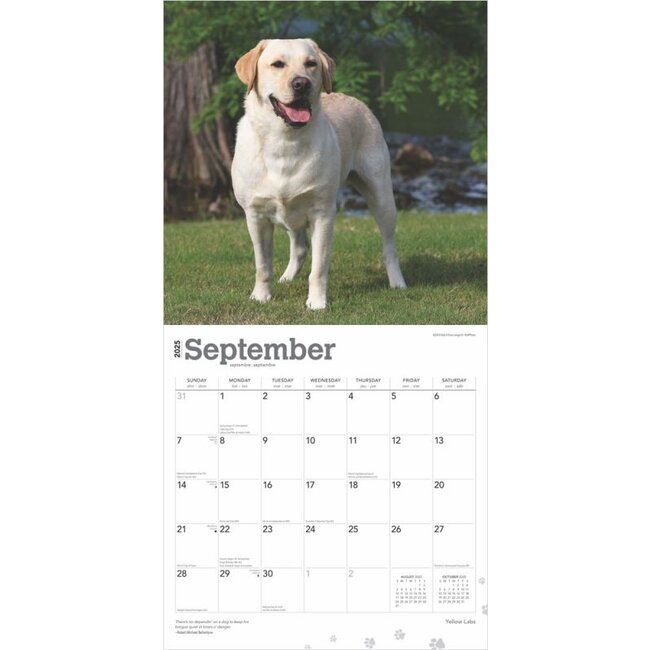 Buy Labrador Retriever Blonde Calendar 2025 Order easily online