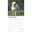 Calendario del Labrador Retriever biondo 2025