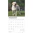 Labrador Retriever Blonde Calendrier 2025