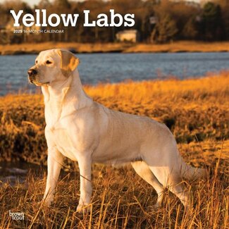 Browntrout Labrador Retriever Blonde Calendrier 2025