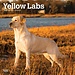 Browntrout Calendario del Labrador Retriever biondo 2025