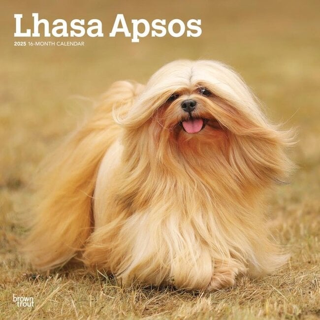 Lhasa Apso Kalender 2025