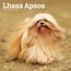 Lhasa Apso Kalender 2025