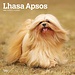 Browntrout Calendrier Lhassa Apso 2025