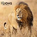 Browntrout Calendario Lions 2025