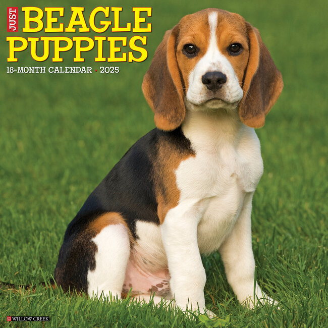 Willow Creek Calendario dei cuccioli di beagle 2025