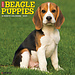 Willow Creek Beagle Puppies Calendar 2025