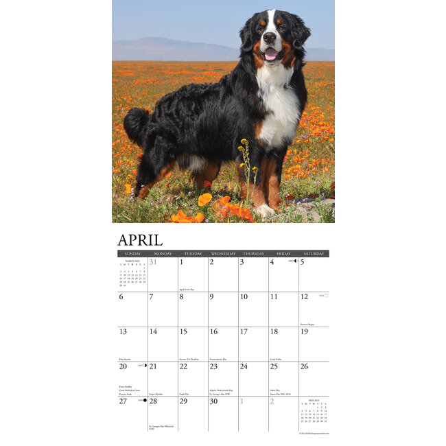 Buy Bernese Mountain Dog Calendar 2025 Order easily online