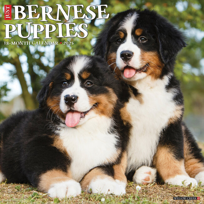 Willow Creek Bernese Mountain Puppies Calendar 2025