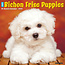 Willow Creek Bichon Frise Cachorros Calendario 2025