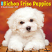 Willow Creek Calendario dei cuccioli di Bichon Frise 2025
