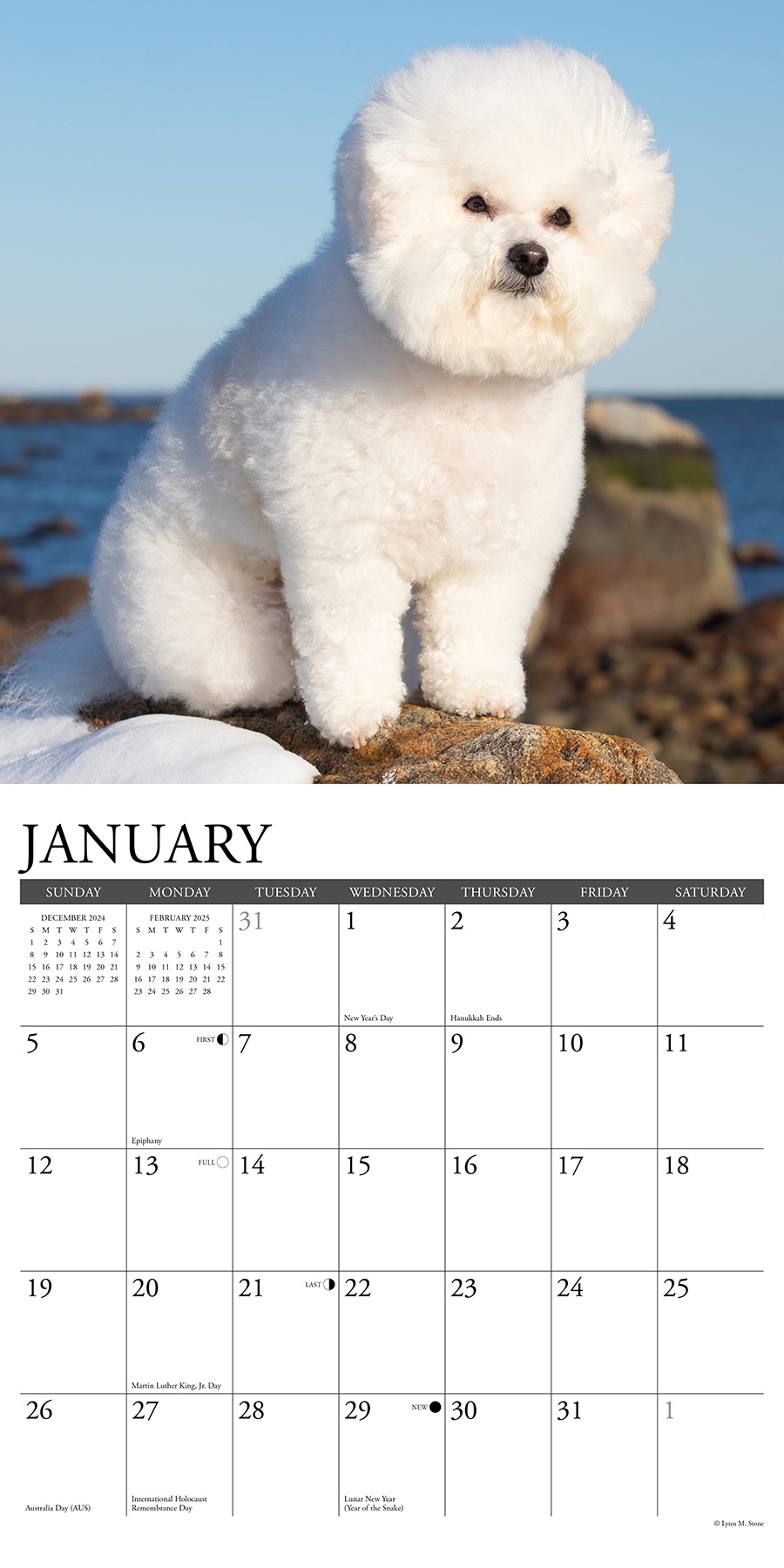 Bichon Frise Kalender 2025 Kopen? Bestel eenvoudig Online