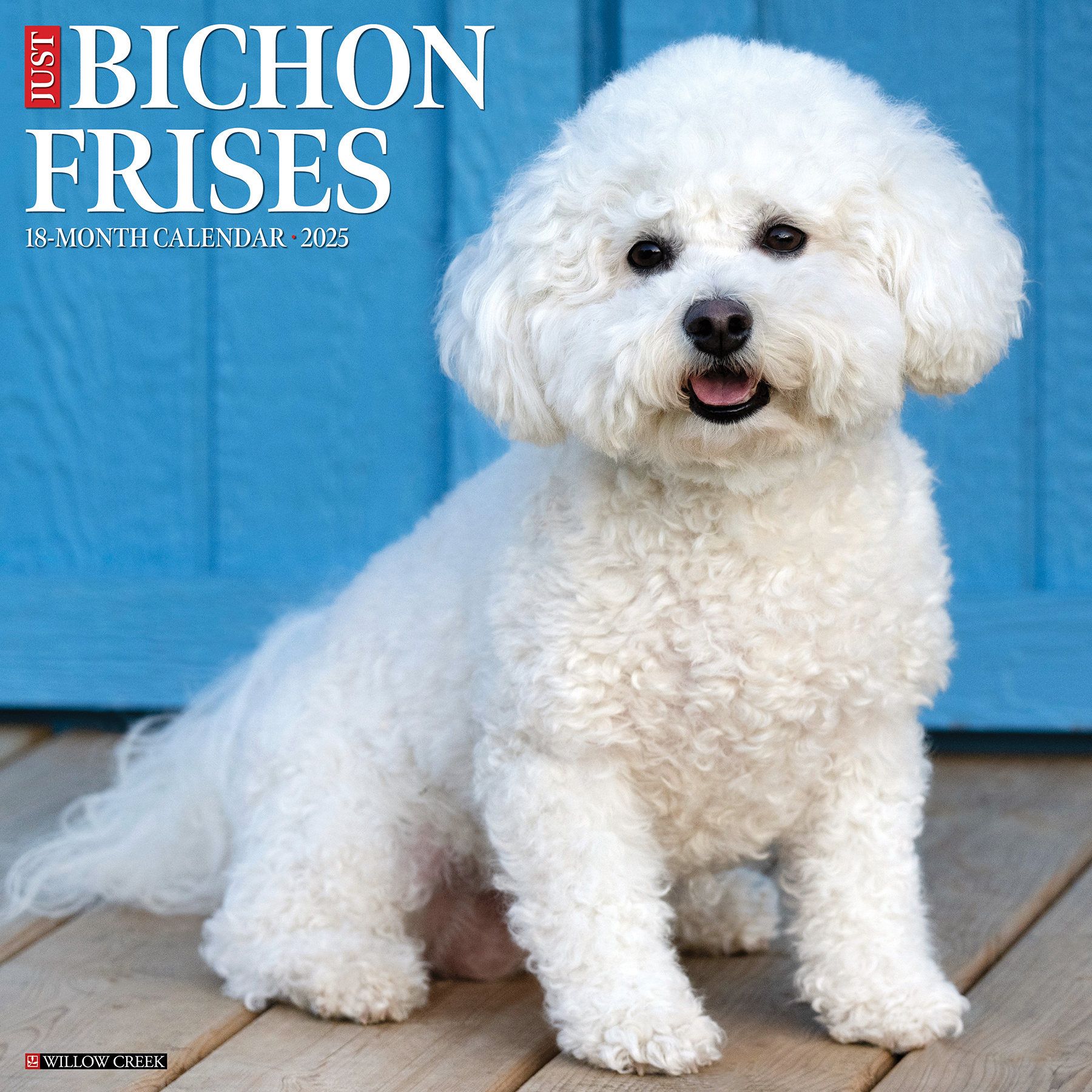 Buy Bichon Frise Calendar 2025 Order online easily Kalenderwinkel.nl
