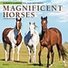 Browntrout Magnificent Horses Calendar 2025
