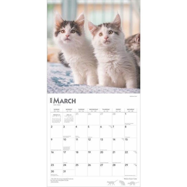 Maine Coon Calendar 2025 Buy Order online easily and quickly