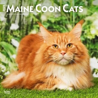 Browntrout Maine Coon Kalender 2025