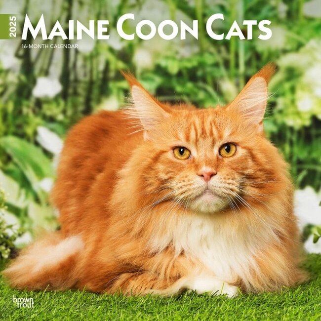 Browntrout Calendrier Maine Coon 2025