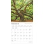 La maestosità degli alberi Calendario 2025