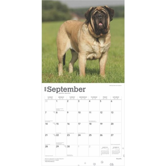 English Mastiff Calendar 2025 Buy? Order online quickly and easily