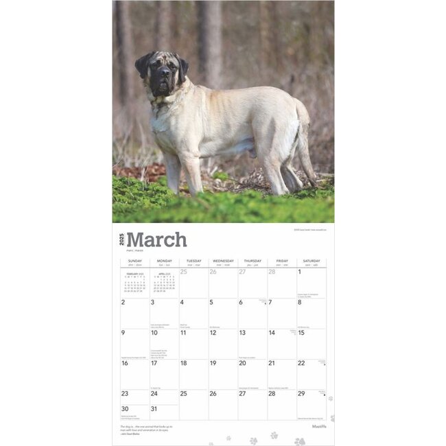 English Mastiff Calendar 2025 Buy? Order online quickly and easily