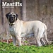 Browntrout Calendrier Mastiff anglais 2025