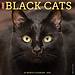 Willow Creek Calendrier des chats noirs 2025