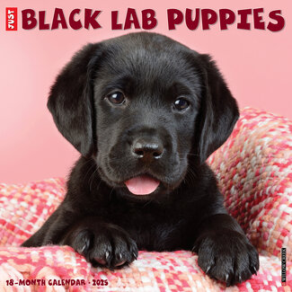 Willow Creek Labrador Retriever Black Puppies Calendar 2025