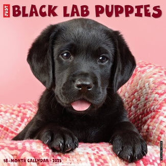 Willow Creek Labrador Retriever Noir Chiots Calendrier 2025