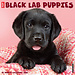 Willow Creek Labrador Retriever Zwart Puppies Kalender 2025