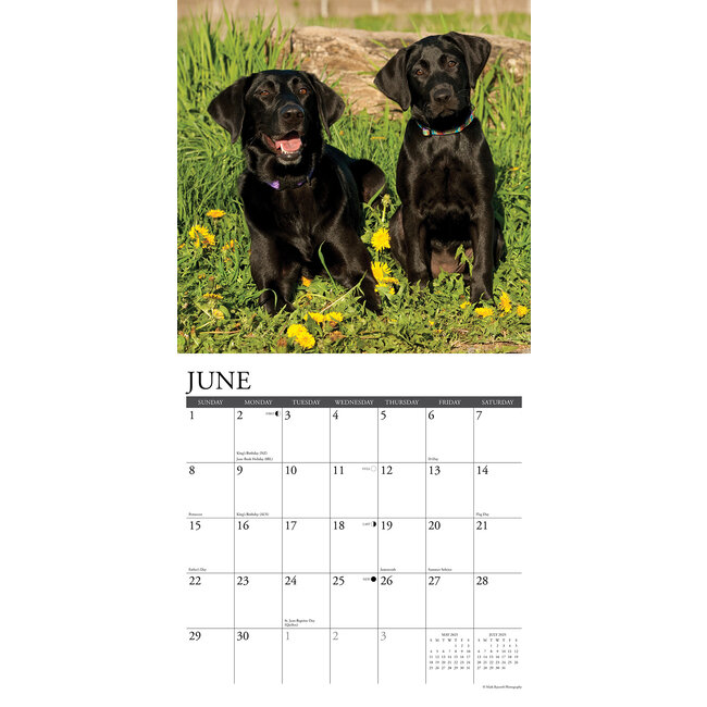Buy Labrador Retriever Black Calendar 2025? Order easily online