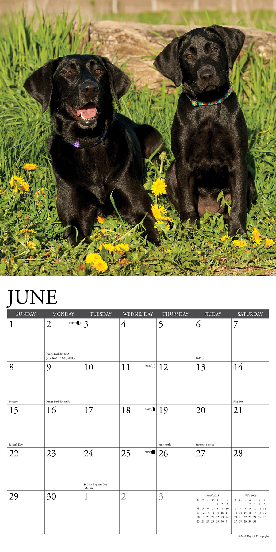 Buy Labrador Retriever Black Calendar 2025? Order easily online