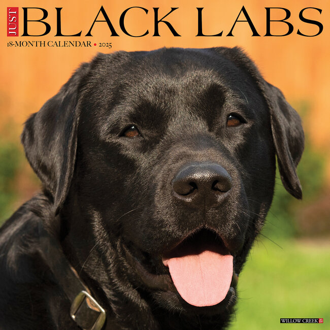Calendario nero del Labrador Retriever 2025