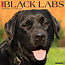 Willow Creek Labrador Retriever Negro Calendario 2025