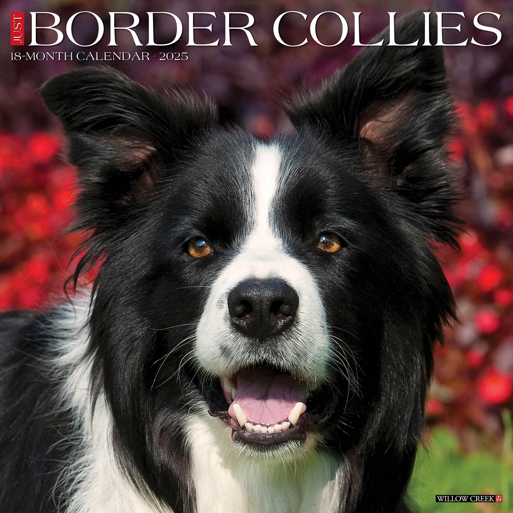Border Collie Calendar 2025 Buy? Order easily online Kalenderwinkel.nl