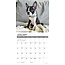 Boston Terrier-Welpen Kalender 2025