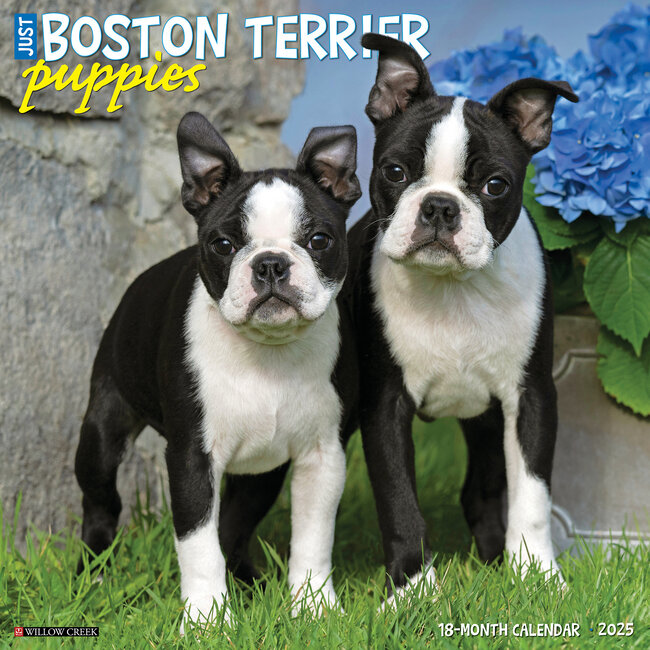 Willow Creek Boston Terrier Cachorros Calendario 2025