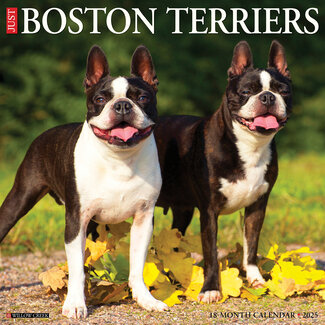 Willow Creek Calendario Boston Terrier 2025