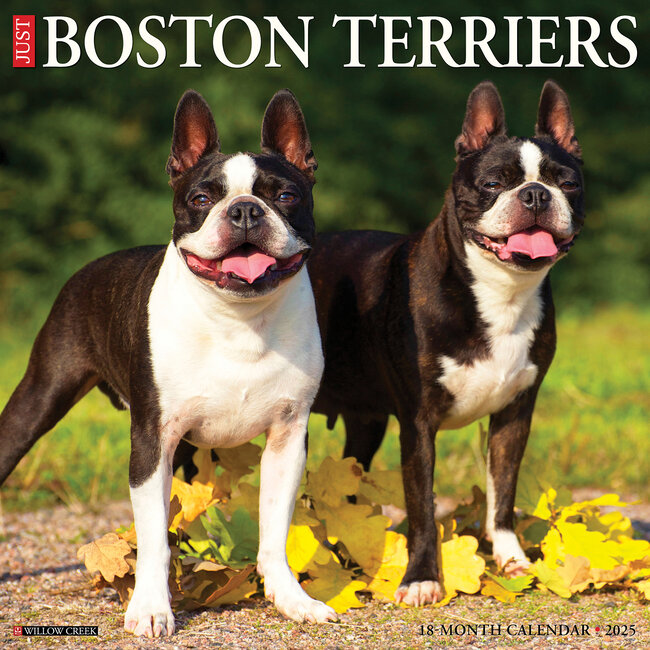 Willow Creek Boston Terrier Kalender 2025