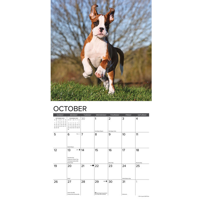 Buying Boxer Puppies Calendar 2025 simply order online