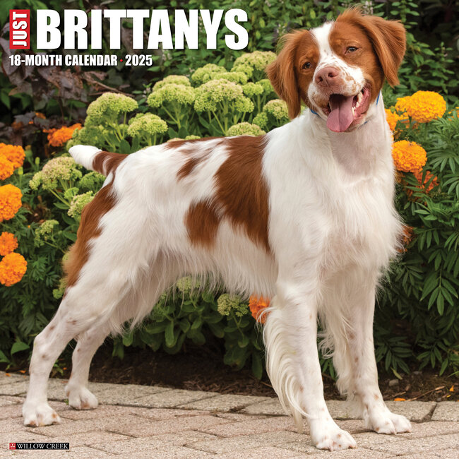 Calendario Brittany Spaniel 2025